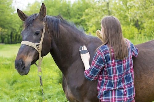 Woman brushing horse