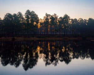 Mississippi forest and lake