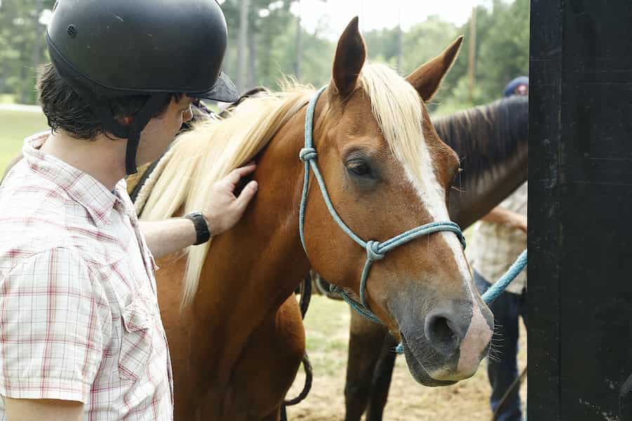 Person wearing helmet petting a brown horse