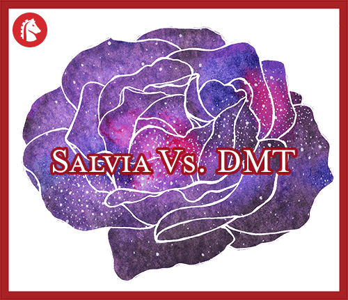 Salvia Vs Dmt Differences And Important Effects